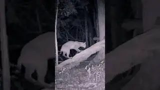 A cat is found sharpening its claws in a tree at night 🐆 #shorts