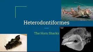 Shark Lore (Episode 6) Heterodontiformes: The Horn Sharks