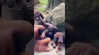 Incredible Animal Teamwork Moments! 🐘🐒🦁 #AnimalTeamwork #natureheroes