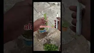 how to grow Rosecutting गुलाब की कलमें कैसे लगाय #viral #rosecaring #plants