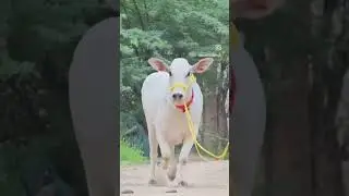 tharparkar cow pregnant hai for sale 👍