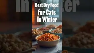 5 Best Dry Food for Cats In Winter #cats #shorts #yellowmimish @catsnow