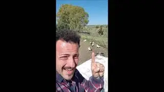Paperotti, Anatre e Maialini al Lago#Shorts