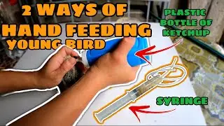 How To Hand Feed Pigeon Young Bird | Pagpapakain ng inakay na Kalapati | Jas Loft PH