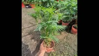 Vạn thọ m&ugrave;ng 9 th&aacute;ng chạp #viral #vantho #xyzbca #tet