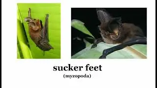 Sam O Nella's feet song