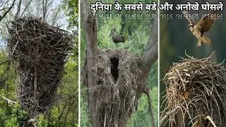 महल भी छोटे है इन घोसले के सामने | Top Most Largest & bigest Nests In The World | सबसे बड़े घोसले