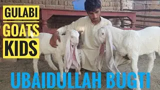 GULABI GOATS KIDS CARE FEEDING || QUALITY CHECKING || LIVESTOCK INFORMATION BY MUHAMMAD ALI