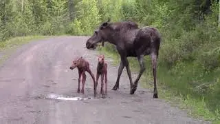 This Moose Attacks Our Truck! Moose crashes into us then chases us.