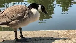 Geese at miller&rsquo;s pond #uk