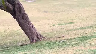 Birds surrounded around the hotel 