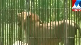 BJP government affect the zoo in Uttar Pradesh  | Manorama News