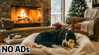 Relaxing music 💖 Deep sleep puppy calming music 🐶🎵 | Dog separation anxiety relief music 🎵