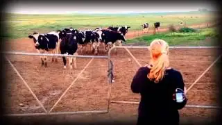 BABE COW DANCE VIMEO FAST