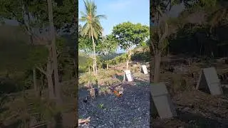 Chicken Farm SIETE ALAS Game Fowl Breeder at Tabuno Gawi Oslob Cebu 