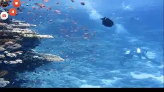 🌊Ocean Biome Advertisement 🌊