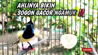 SUARA YANG BIKIN SOGON EMOSI DAN BUNYI ‼️