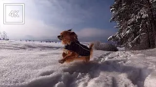 Relaxing Winter Walk in Snow-Covered Landscape | 4K Virtual Dog Walk