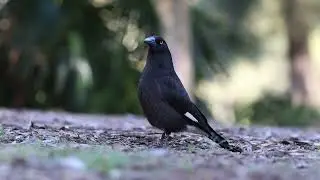Pied Currawong in Gough Whitlam Park, Jul 2023