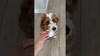 98% success rate #dogs #dogcomedy