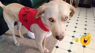 New FUNNY DOGS That Will Make You Laugh To Tears 😂🐕 Best Funny Dog Compilation 2026