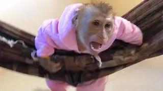 Little Jason Swinging Happily Playful When Dad Called Name