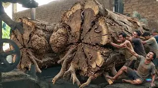 Canada Reacts to a Dangerous Giant Trembesi Log Cutting With No Safety Gear