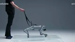 Meet Luna The Robot Dog That Learns Like a Living Creature