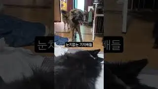 Inconsiderate bosses #largedog #housewithyard #Busan