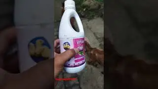 || what I use for my goat || liquid feed supplement 😊 #vdfarmlife #goat