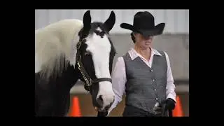 Savage Farms Gypsy Vanners & a brief history of the Gypsy Vanner Horse. #savagefarms #gypsyvanners
