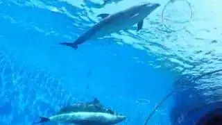 Dolphin Fantasy YOKOHAMA HAKKEIJIMA SEA PARADISE JAPAN