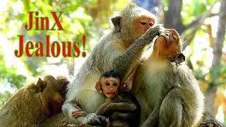 JEALOUSY! BABY JINX JEALOUS MOM JADE GROOMING OLDER SISTER JULINA!