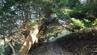 A December walk from Chichester to Midhurst. 