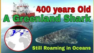 400 years Old — A Greenland Shark— Still Roaming The Oceans 
