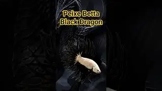 Linhagens Dos Peixes Bettas - Black Dragon #peixebetta #betta #bettafish #curiosidades #viral