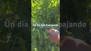 Cortando Arbeja