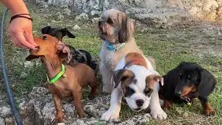 10 tiny dogs daily routine..