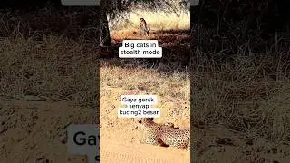 Big cats in a stealthy stalking pose 😎😎😎