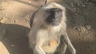Monkey Zoom video part 1