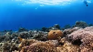Underwater world ❤️