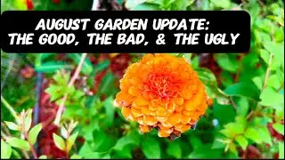 August Garden Update: The Good, Bad, & Ugly!