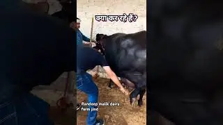 Randeep Malik # murrah breeder/top class jhoti Randeep Malik Dairy Farm Jind #murrah#explore