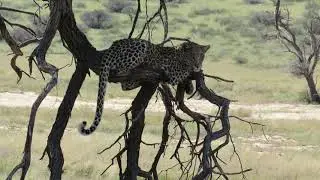 Nosi the Leopard