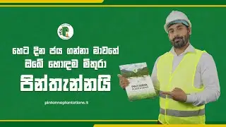 Pintanna &ndash; Your Trusted Strength for a Brighter Tomorrow 💚