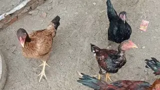 10 month old Chicks with hen/ aseel murga video