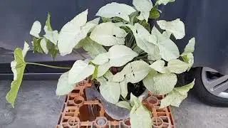 DUMB CANE | FOXTAIL FERN PLANT | TRENDING PLANTS 2025 #plants #garden #flowers #viral #agriculture 