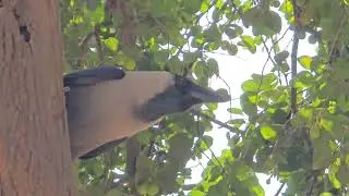 Indian Crow Corvus Splends Sounds Effect