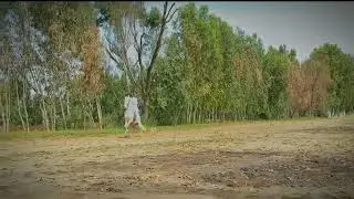 tent pegger Punjab