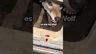 Er Dachte Er H&auml;tte Einen Hund Gez&auml;hmt Aber Es War Ein Wolf